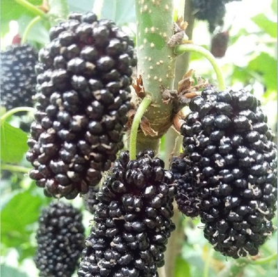 黑莓是桑葚吗(黑莓是桑葚吗图片大全)
