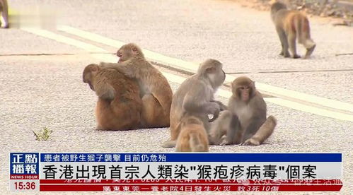 香港动植物公园一周内惊现十只猴子死亡事件